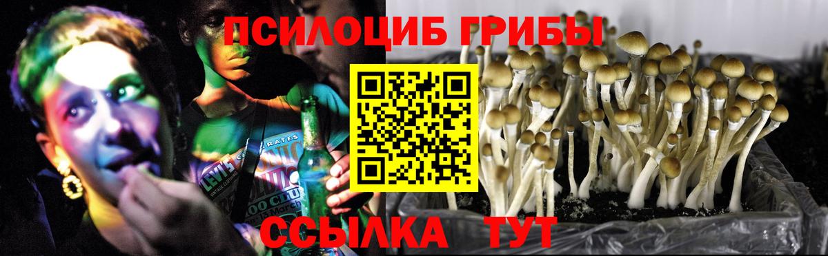 Псилоцибиновые грибы GOLDEN TEACHER Конаково